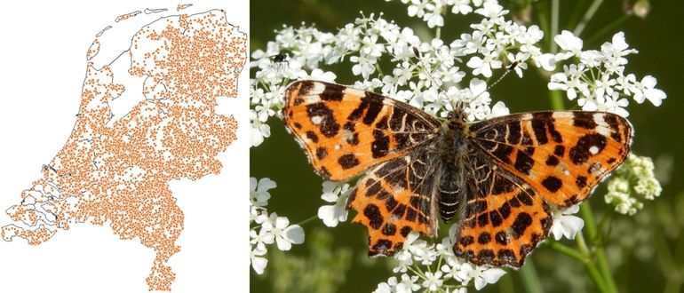 Links: waarnemingen van landkaartje vanaf 2015; rechts: voorjaarsvorm op fluitenkruid