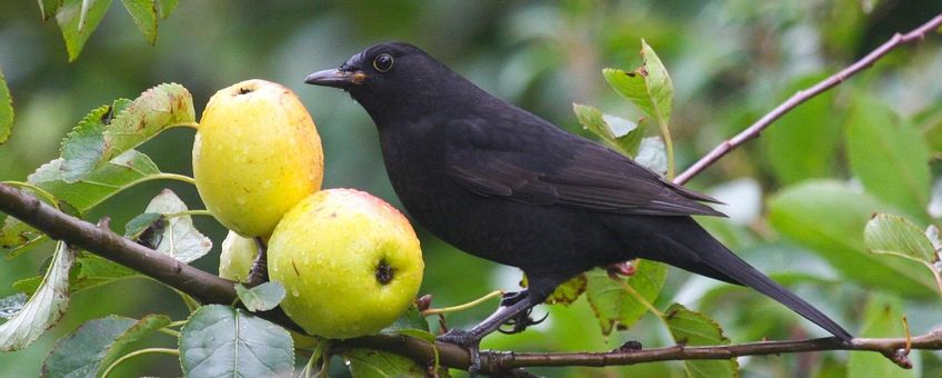 Je doet merels een plezier met appels.