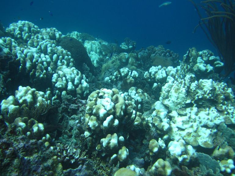 Gebleekt koraal