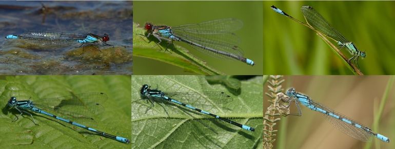 Blauwe juffertjes v.l.n.r. boven: kleine roodoogjuffer, grote roodoogjuffer & lantaarntje, onder: azuurwaterjuffer, variabele waterjuffer & watersnuffel