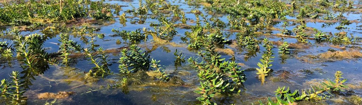 Ongelijkbladig vederkruid in de Weerribben-Wieden