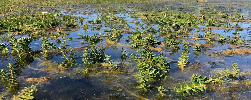 Ongelijkbladig vederkruid in de Weerribben-Wieden