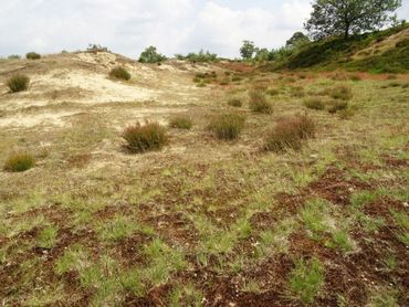 Op stuifzandheide groeien wel de waardplanten voor de rupsen van kommavlinder en heivlinder, maar zijn door bodemverzuring en droogte vaak weinig nectarbronnen voor de vlinders te vinden