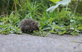 Jonge egel in tuin