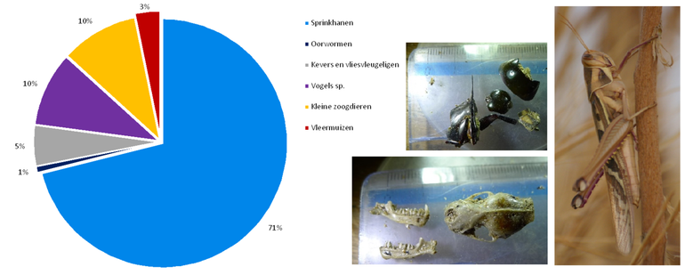 Voor acht vleermuizen in de Sahel eindigde het leven in de maag van een Velduil. De meest gegeten prooi was de Veldsprinkhaan (Ornithacris cavroisi), 60% van alle sprinkhaanprooien