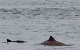 bruinvis met kalfje Oosterschelde