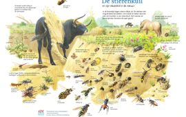 Jeroen Helmer, ARK Natuurontwikkeling De stierenkuil en zijn sleutelrol in de natuur EENMALIG GEBRUIK