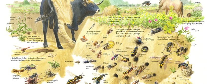 De stierenkuil en zijn sleutelrol in de natuur EENMALIG GEBRUIK