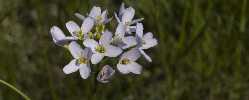 Pinksterbloem