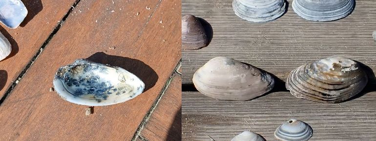 Op het strand kom je soms oude zoetwaterschelpen tegen, die uit de bodem zijn gespoeld. Ook nu werden er een aantal geteld. Links: schildersmossel. Rechts (in het midden): schildersmossel met rechts daarvan de bataafse stroommossel