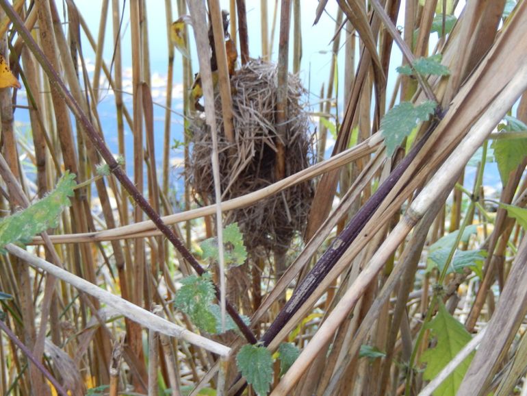 Nest dwergmuis