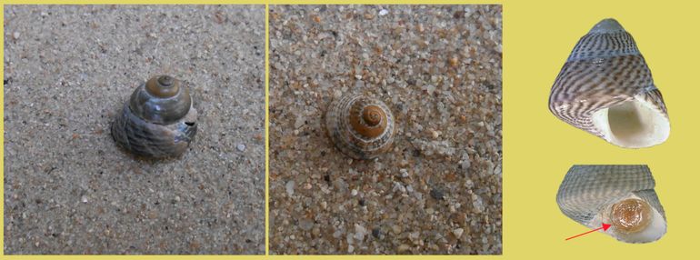 Links en midden: fossiele exemplaren van de Asgrauwe tolhoren, aangespoeld op Ameland. Rechts: exemplaren uit Bretagne; bij de pijl het cirkelronde afsluitplaatje in de mond