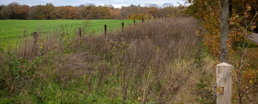 Van open grond naar natuurgebied: nieuw bos geeft dieren weer ruimte