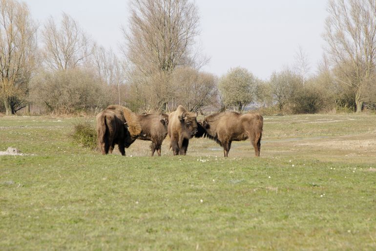 Koeien begroeten de nieuwe wisentstier