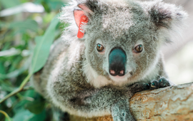 Ember, een geredde koala, op een boomtak in haar verblijf bij IFAW-partner Friends of the Koala