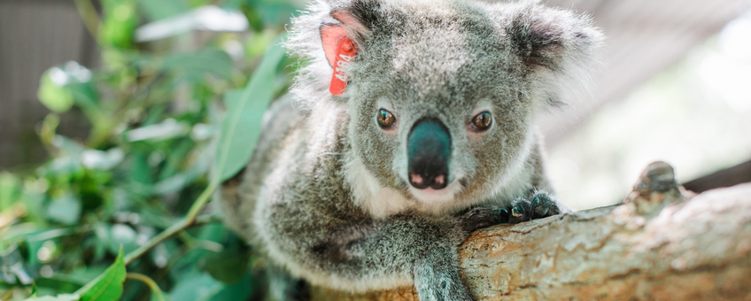 Ember, een geredde koala, op een boomtak in haar verblijf bij IFAW-partner Friends of the Koala