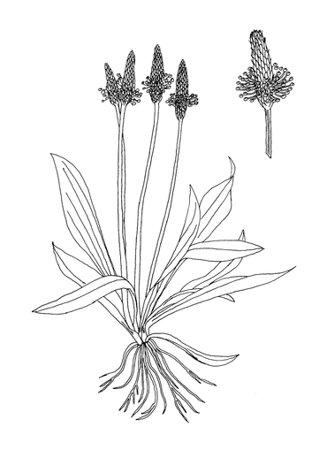 Narrow plantain, from the Stoepplantjes coloring book