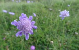 Scabiosa columbaria. Duifkruid