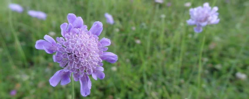 Scabiosa columbaria. Duifkruid