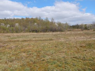 In het Bargerveen (Drenthe) huist een van de grootste populaties aardbeivlinders van ons land