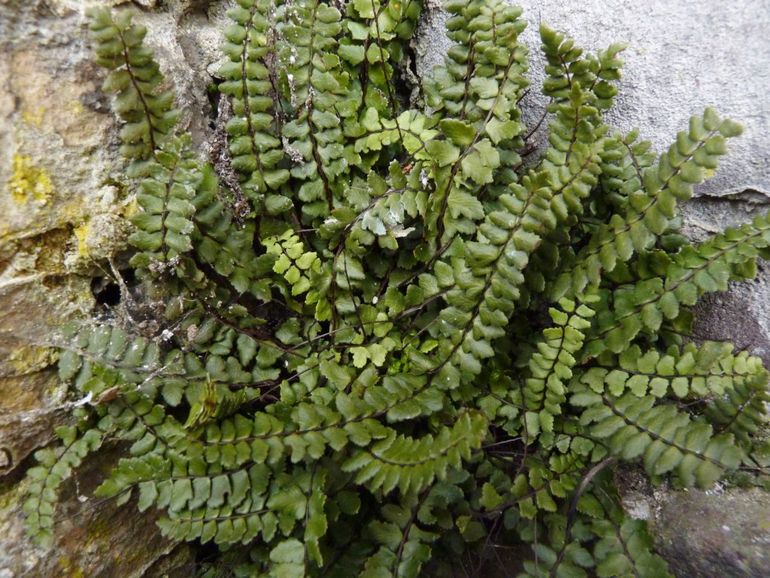 Asplenium trichomanes subsp. pachyrachis op muur begraafplaats in Gilze.