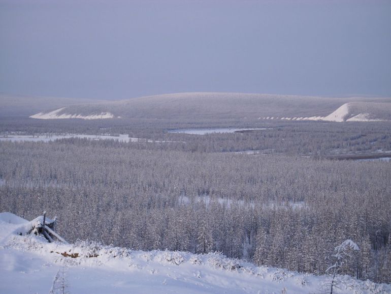 Dichtbeboste taiga in Siberië