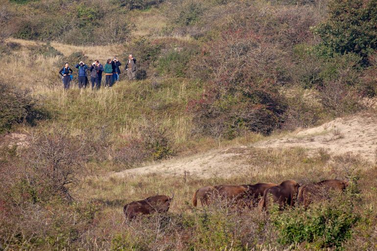 PWN ranger Ruud Maaskant points at the herd of European bison