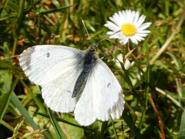 Een vrouwtje van het oranjetipje heeft geen oranje tip en lijkt op een koolwitje
