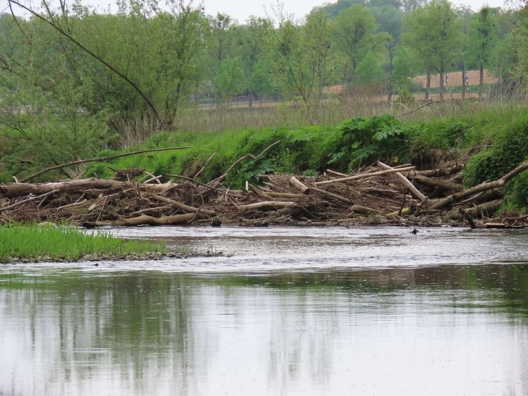 Beaver dam in the Geul