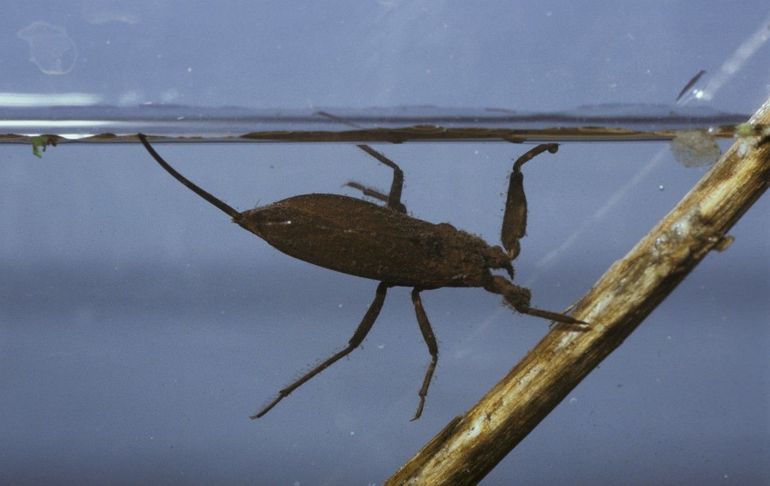 De waterschorpioen is geen spinachtige, maar een insect, met drie paar poten. Met het voorste paar grijpt hij prooien