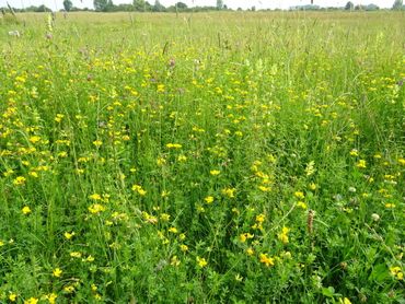 Kruidenrijk grasland is van groot belang voor de biodiversiteit