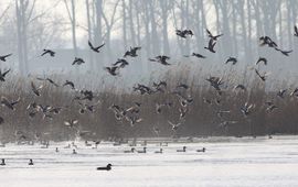 Watervogels, zoals deze smienten, reageren massaal.