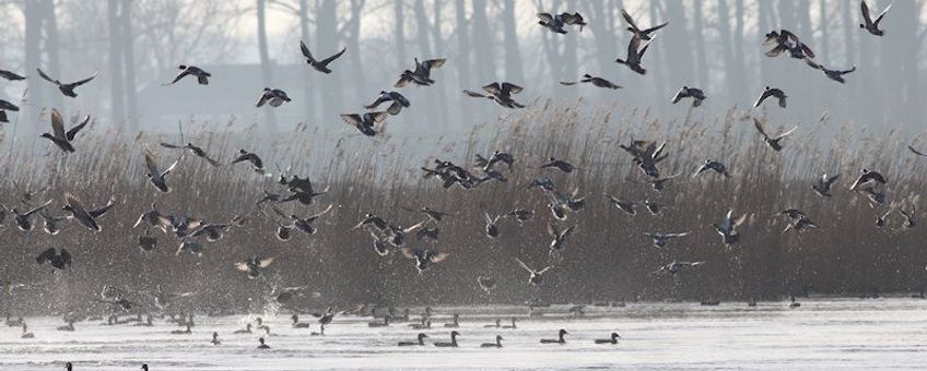 Watervogels, zoals deze smienten, reageren massaal.