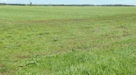 Grootschalig grasland - primair