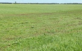 Grootschalig grasland - primair