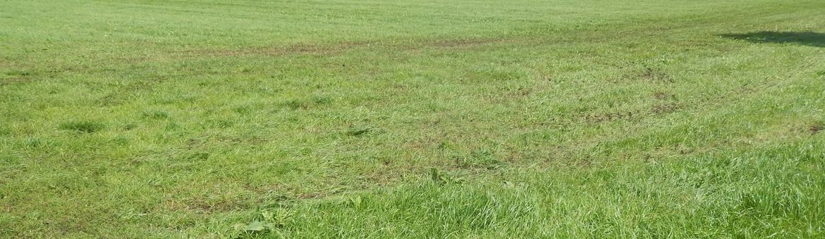 Grootschalig grasland - primair