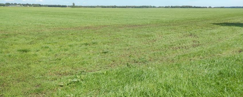 Grootschalig grasland - primair
