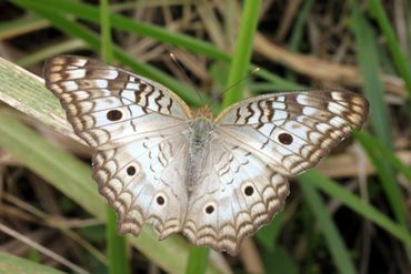 Anartia jatrophae