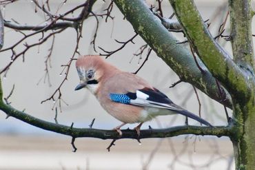 Gaai in Leidse Hortus