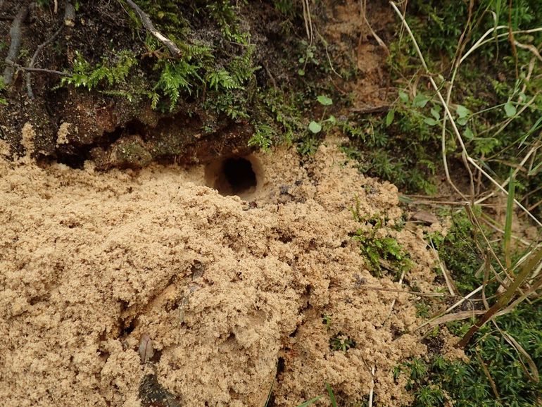 Een bosmuizenholletje