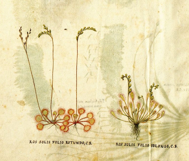 Zonnedauw. Clusius heeft deze aquarel nog onder ogen gehad