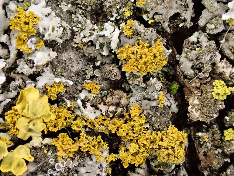 De oranjegele struikvormige kropjes van kroezig dooiermos op voedselrijke boomschors. Linksonder groeien de relatief grote bladvormige lobben van groot dooiermos (Xanthoria parietina). Uiterst rechts groeien enkele heldergele jonge exemplaren van vals dooiermos