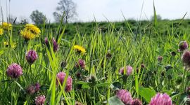 niet gemaaid gazon - primair