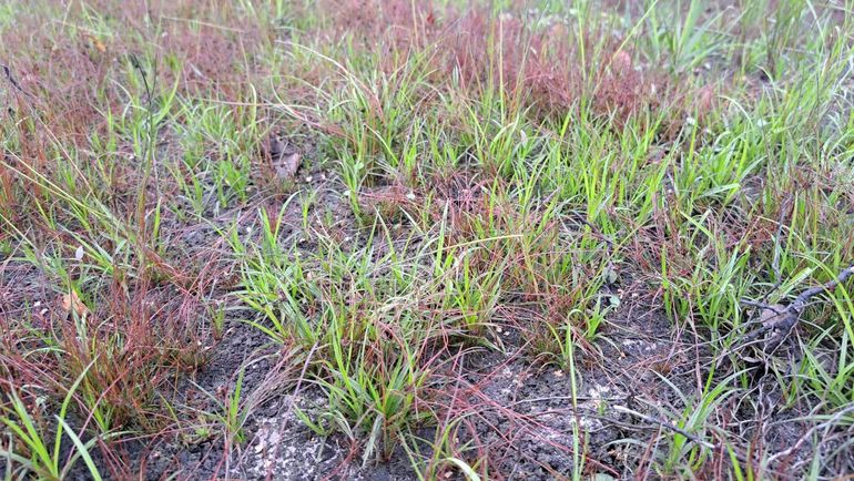 De Lippenhusterheide