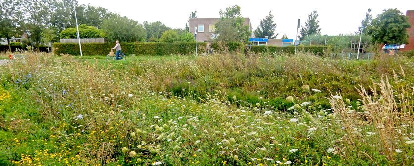 natuur in de stad Culemborg