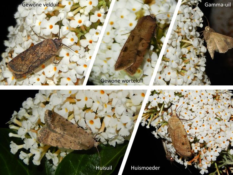 Vijf soorten nachtvlinders op de vlinderstruik op 1 augustus