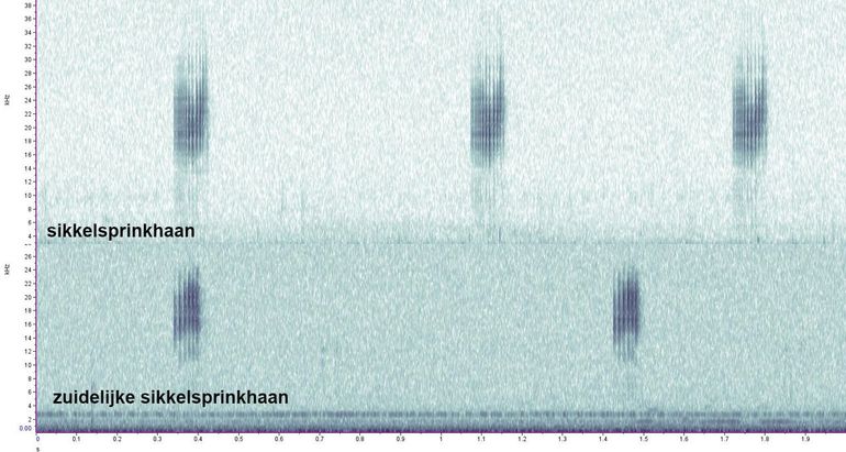 De roepzang van de zuidelijke sikkelsprinkhaan bestaat uit een serie van korte geluidjes (syllaben), met ieder meestal drie tot zes pulsen. Bij sikkelsprinkhaan bestaat deze uit dertien tot zeventien pulsen. Daarnaast is de piekfrequentie wat lager bij de zuidelijke sikkelsprinkhaan (17 kHz) dan bij de sikkelsprinkhaan (24 kHz)