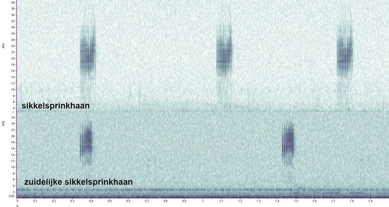 De roepzang van de zuidelijke sikkelsprinkhaan bestaat uit een serie van korte geluidjes (syllaben), met ieder meestal drie tot zes pulsen. Bij sikkelsprinkhaan bestaat deze uit dertien tot zeventien pulsen. Daarnaast is de piekfrequentie wat lager bij de zuidelijke sikkelsprinkhaan (17 kHz) dan bij de sikkelsprinkhaan (24 kHz)