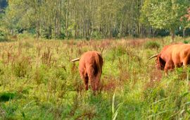 Schotse Hooglanders bij NUON centrale Diemen