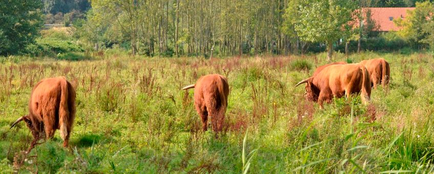 Schotse Hooglanders bij NUON centrale Diemen